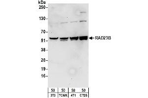 Western Blotting (WB) image for anti-RAD23 Homolog B (RAD23B) (AA 359-409) antibody (ABIN7454820)