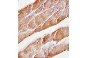 Immunohistochemical analysis of paraffin-embedded M.