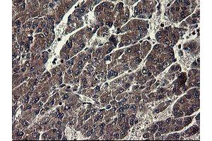 Image no. 2 for anti-Indoleamine 2,3-Dioxygenase 1 (IDO1) antibody (ABIN1498791)