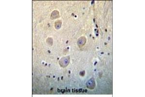 ARHB Antibody (Center) (ABIN656198 and ABIN2845520) immunohistochemistry analysis in formalin fixed and paraffin embedded human brain tissue followed by peroxidase conjugation of the secondary antibody and DAB staining. (RHOB anticorps  (AA 104-137))