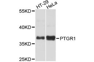 Western blot analysis of extracts of various cell lines, using PTGR1 antibody (ABIN5972573) at 1:3000 dilution. (PTGR1 anticorps)