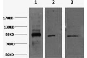Western Blotting (WB) image for anti-Organic Cation Transporter Protein-Like (LOC105211532) antibody (ABIN5958509) (Oct-1/2 anticorps)