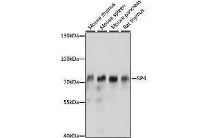 Western blot analysis of extracts of various cell lines, using SP4 antibody (ABIN7270509) at 1:1000 dilution. (SP4 anticorps  (AA 280-440))