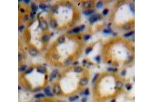 Used in DAB staining on fromalin fixed paraffin-embedded Kidney tissue (Kallikrein 1 anticorps  (AA 25-261))