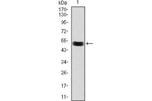 Western blot analysis using Lplunc1 antibody against mouse Lplunc1 (AA: 248-475) recombinant protein. (BPIFB1 anticorps)