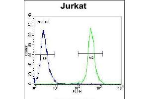 Flow cytometric analysis of Jurkat cells (right histogram) compared to a negative control cell (left histogram). (SLC43A2 anticorps  (AA 236-265))