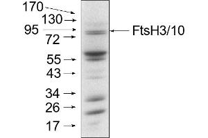 Mitochondria were isolated as described by Urantowka et al. (Ftsh3/Ftsh10 anticorps)