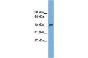 WB Suggested Anti-Dnajb12 Antibody Titration: 0. (DNAJB12 anticorps  (N-Term))