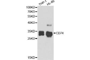 Western blot analysis of extracts of various cell lines, using CD74 antibody (ABIN5973310) at 1/1000 dilution. (CD74 anticorps)