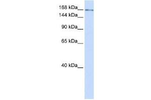 IFT172 antibody used at 0. (IFT172 anticorps  (N-Term))