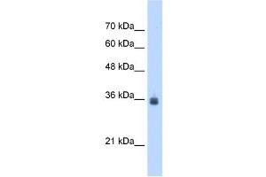 SDF4 antibody used at 2. (SDF4 anticorps  (C-Term))