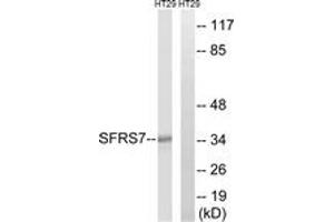 Western blot analysis of extracts from HT-29 cells, using SFRS7 Antibody. (SFRS7 anticorps  (AA 61-110))