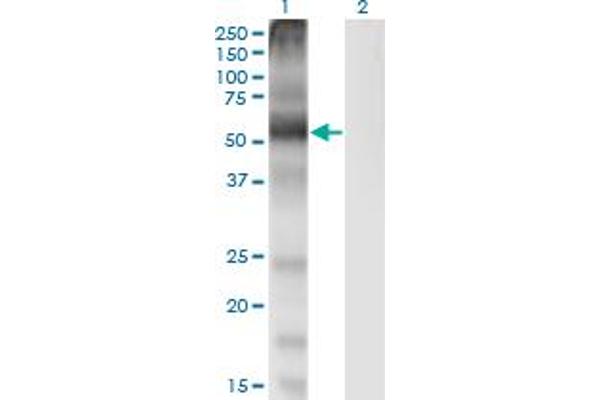 SLC7A1 anticorps  (AA 431-492)