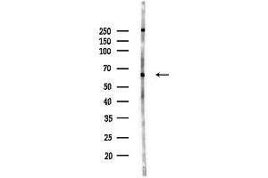 Western blot analysis of lysates from MCF7 cells(heat-shock,45 min treatment), using KCNS1 Antibody at 1/1000 dilution.