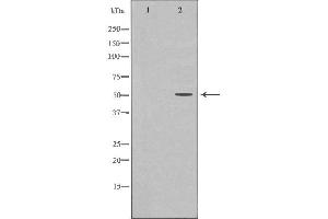 Western blot analysis of Hela whole cell lysates, using ODC1 Antibody.