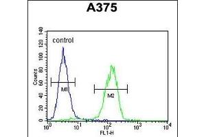 anti-Actin-Related Protein 2 (ACTR2) (AA 323-352), (C-Term) antibody