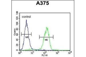 ACTR2 Antibody (C-term) (ABIN1882059 and ABIN2840820) flow cytometric analysis of  cells (right histogram) compared to a negative control cell (left histogram). (ACTR2 anticorps  (C-Term))