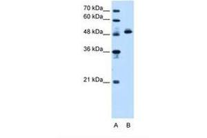 Image no. 2 for anti-ATP Synthase, H+ Transporting, Mitochondrial F1 Complex, beta Polypeptide (ATP5B) (AA 131-180) antibody (ABIN321395)