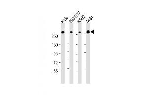 All lanes : Anti-FLNB Antibody (N-Term) at 1:2000 dilution Lane 1: Hela whole cell lysate Lane 2: 293T/17 whole cell lysate Lane 3: K562 whole cell lysate Lane 4: A431 whole cell lysate Lysates/proteins at 20 μg per lane. (FLNB anticorps  (AA 163-196))