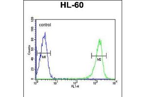 Flow cytometric analysis of HL-60 cells (right histogram) compared to a negative control cell (left histogram). (PSME1 anticorps  (C-Term))