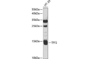 Western blot analysis of extracts of HT-29 cells, using TFF2 antibody (ABIN6128875, ABIN6149049, ABIN6149050 and ABIN6221077) at 1:1000 dilution. (Trefoil Factor 2 anticorps  (AA 24-129))