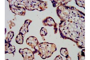 IHC image of ABIN7164717 diluted at 1:200 and staining in paraffin-embedded human placenta tissue performed on a Leica BondTM system. (Prokineticin 1 anticorps  (AA 20-105))