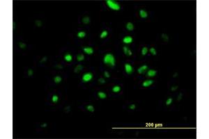 Immunofluorescence of purified MaxPab antibody to SMNDC1 on HeLa cell. (SMNDC1 anticorps  (AA 1-238))