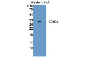 Western Blotting (WB) image for anti-Fascin 2 (FSCN2) (AA 8-258) antibody (ABIN1176317)