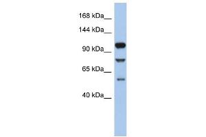 TLR9 antibody used at 1 ug/ml to detect target protein. (TLR9 anticorps  (N-Term))