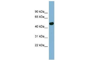 WB Suggested Anti-EFCAB4B Antibody Titration:  0. (EFCAB4B anticorps  (N-Term))
