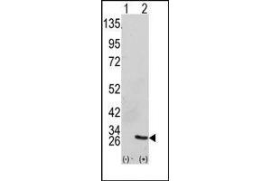 Image no. 1 for anti-Growth Factor Receptor-Bound Protein 2 (GRB2) (Middle Region) antibody (ABIN358795) (GRB2 anticorps  (Middle Region))