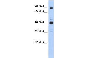 WB Suggested Anti-CDK9 Antibody Titration:  0. (CDK9 anticorps  (N-Term))