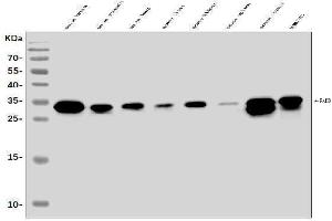 Western blot analysis of FADD using anti-FADD antibody (ABIN7602804).