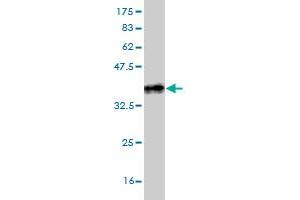 Western Blot detection against Immunogen (36. (Syntaxin 4 anticorps  (AA 19-119))