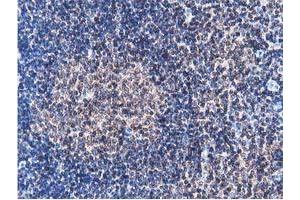 Image no. 1 for anti-Striatin Interacting Protein 1 (STRIP1) antibody (ABIN1498204) (STRIP1 anticorps)