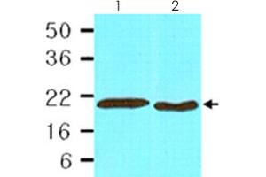 Cell lysates of HepG2 (lane 1, 30 ug) and HeLa (lane 2, 30 ug) were resolved by SDS-PAGE and probed with PPIB monoclonal antibody, clone k2E2  (1:1,000).