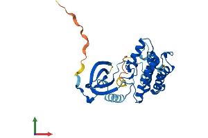 AlphaFold protein structure predicition of Mouse Recombinant Nek7 Protein, UniprotID Q9ES74