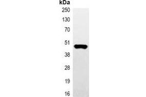 Immunoprecipitation of Myc-tagged protein from HEK293T cells transfected with vector overexpressing Myc tag, using Anti-Myc-tag Antibody. (Myc Tag anticorps)