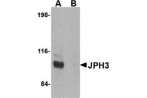 Western Blotting (WB) image for anti-Junctophilin 3 (JPH3) (C-Term) antibody (ABIN1030460) (Junctophilin 3 anticorps  (C-Term))