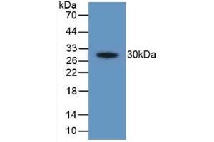 Detection of Recombinant PTGS2, Human using Polyclonal Antibody to Cyclooxygenase-2 (COX 2) (PTGS2 anticorps  (AA 187-425))