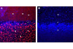 Expression of Synaptotagmin-1 in rat cerebellum.