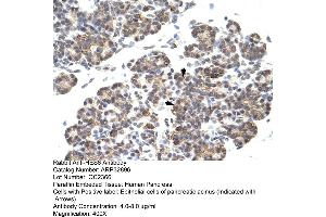 Human Pancreas (HES6 anticorps  (C-Term))