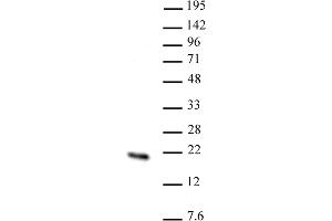 Hmgn2 antibody (pAb) tested by Western blot. (HMGN2 anticorps  (N-Term))