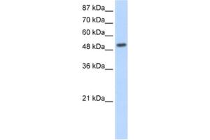 Western Blotting (WB) image for anti-Nuclear Receptor Subfamily 2, Group E, Member 3 (NR2E3) antibody (ABIN2461845) (NR2E3 anticorps)