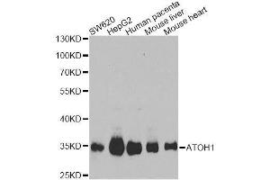 Western blot analysis of extracts of various cell lines, using ATOH1 Antibody. (ATOH1 anticorps  (AA 215-354))