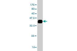 Western Blot detection against Immunogen (38.