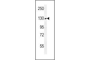 RTL1 Antibody (C-term) (ABIN653960 and ABIN2843916) western blot analysis in K562 cell line lysates (35 μg/lane). (RTL1 anticorps  (C-Term))
