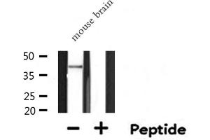 Western blot analysis of SERPINB5 expression in Mouse brain lysate