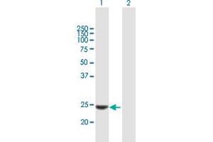 Western Blot analysis of KLK14 expression in transfected 293T cell line by KLK14 MaxPab polyclonal antibody. (Kallikrein 14 anticorps  (AA 1-251))