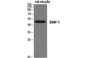 Western Blot (WB) analysis of specific cells using BMP-7 Polyclonal Antibody.